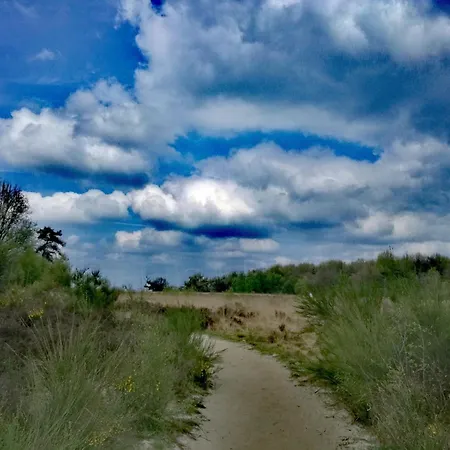 In Veluwe Near Forest Trails